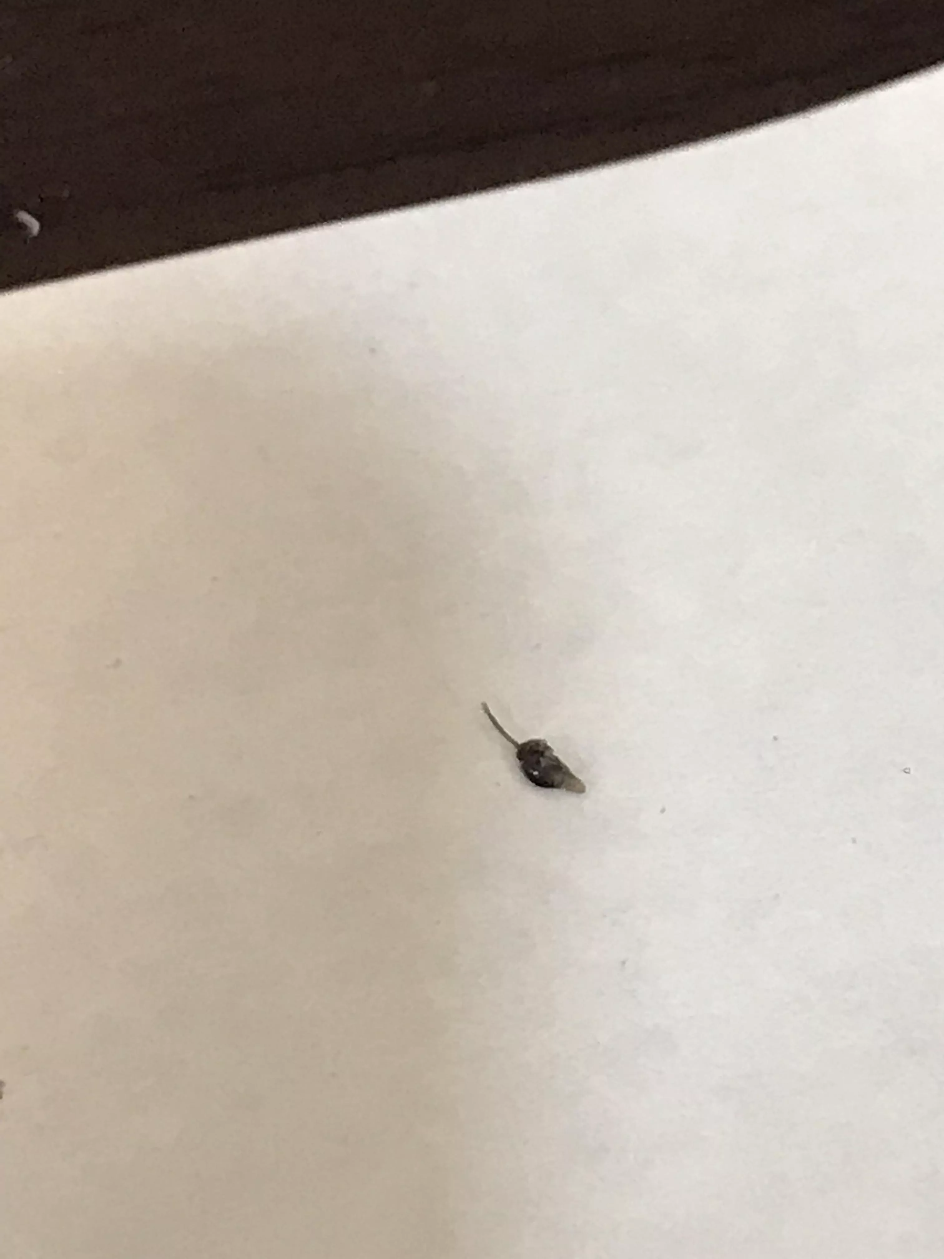 Is this ingrown pubic hair normal? posted by Sea-Bite9908