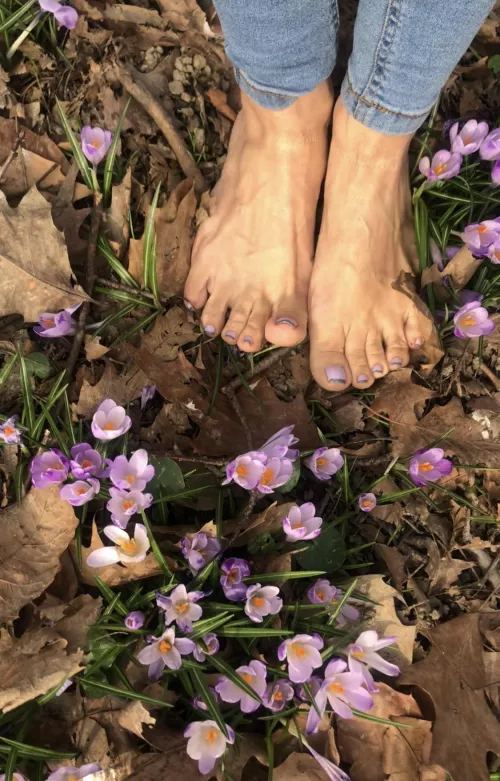 Saffron field. I think spring has started 