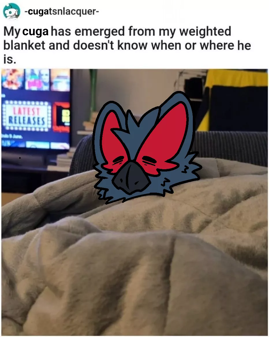 My cuga emerged from my weighted blanket.. (By @RuiOnRollers) posted by Used_Dimension1555