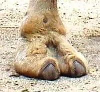 Sexy fucking camel toe posted by Useful-University-46