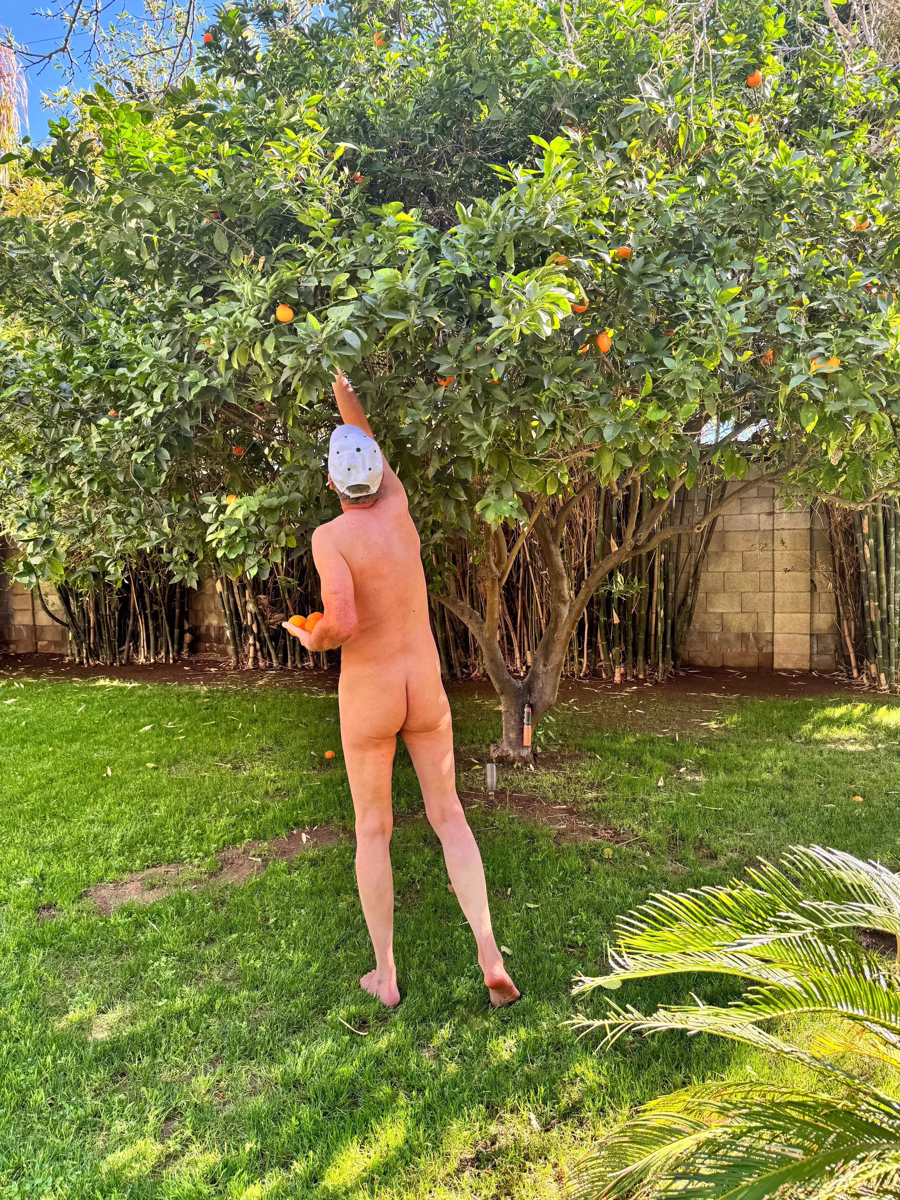 🌿Tree pose Tuesday🍀 A natural breakfast treat posted by Fickle-Repair486