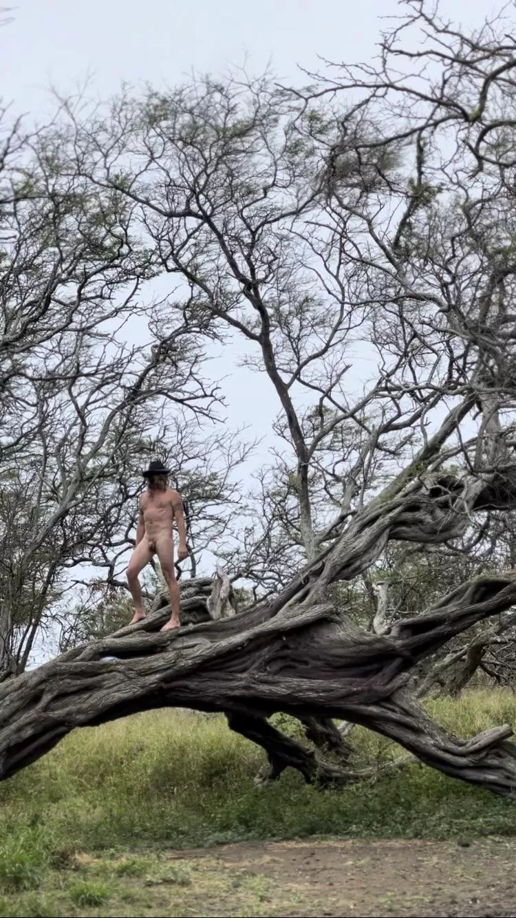 Tree people  posted by Dirtydesertcowboy