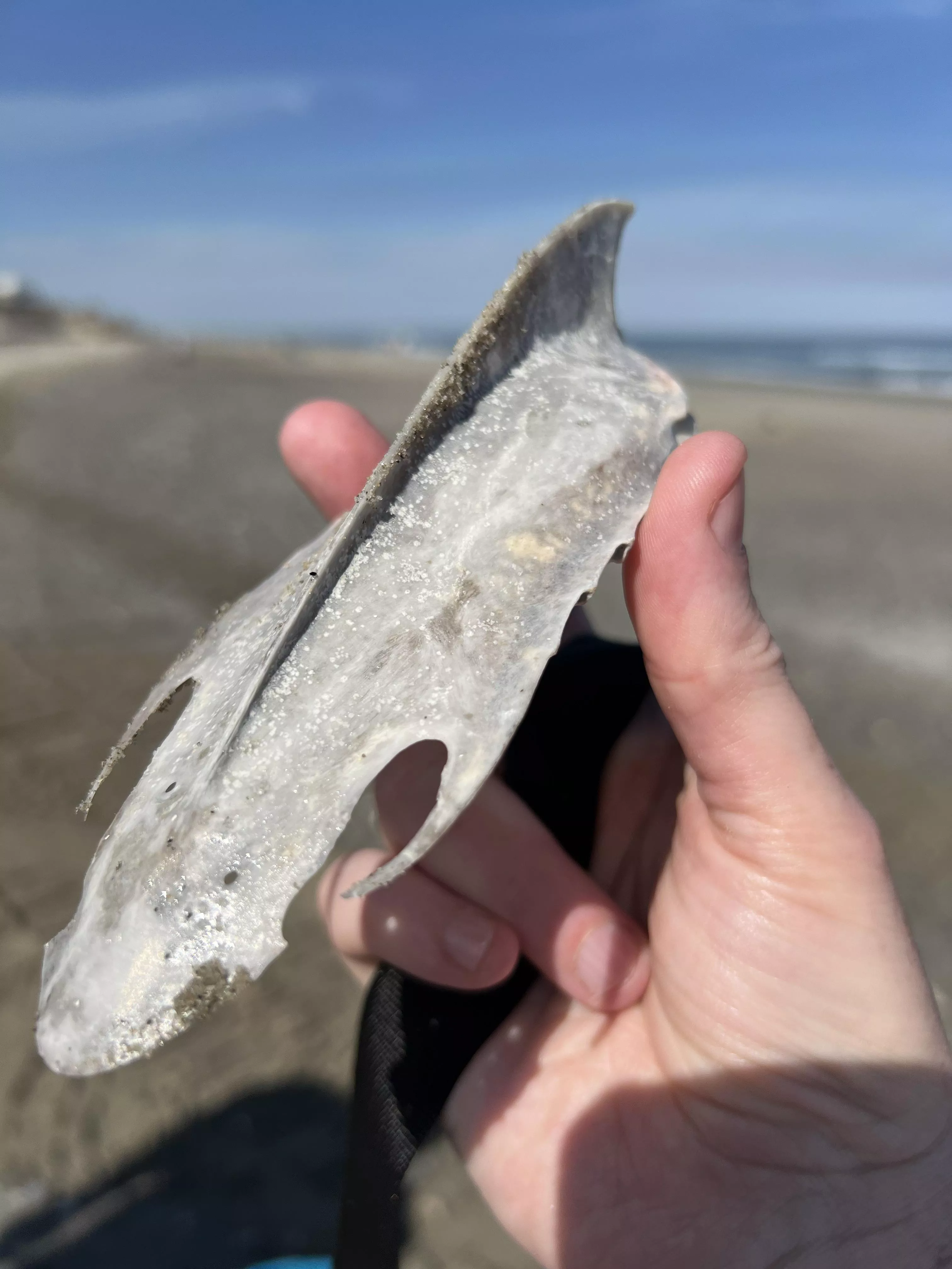What is this beach find? posted by gulfcoastfella