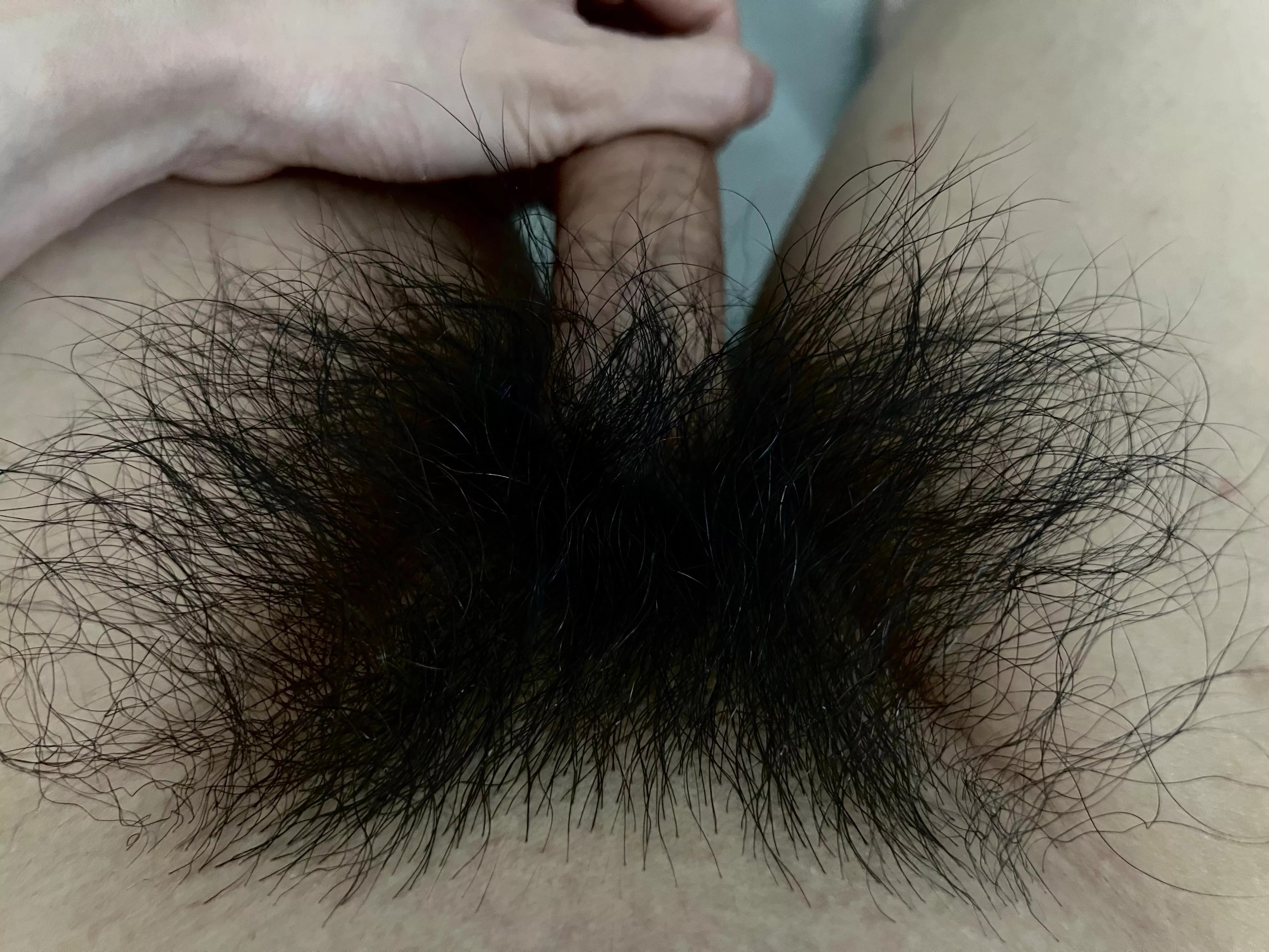 Who else has a huge pubes fetish? posted by HairyWildBush