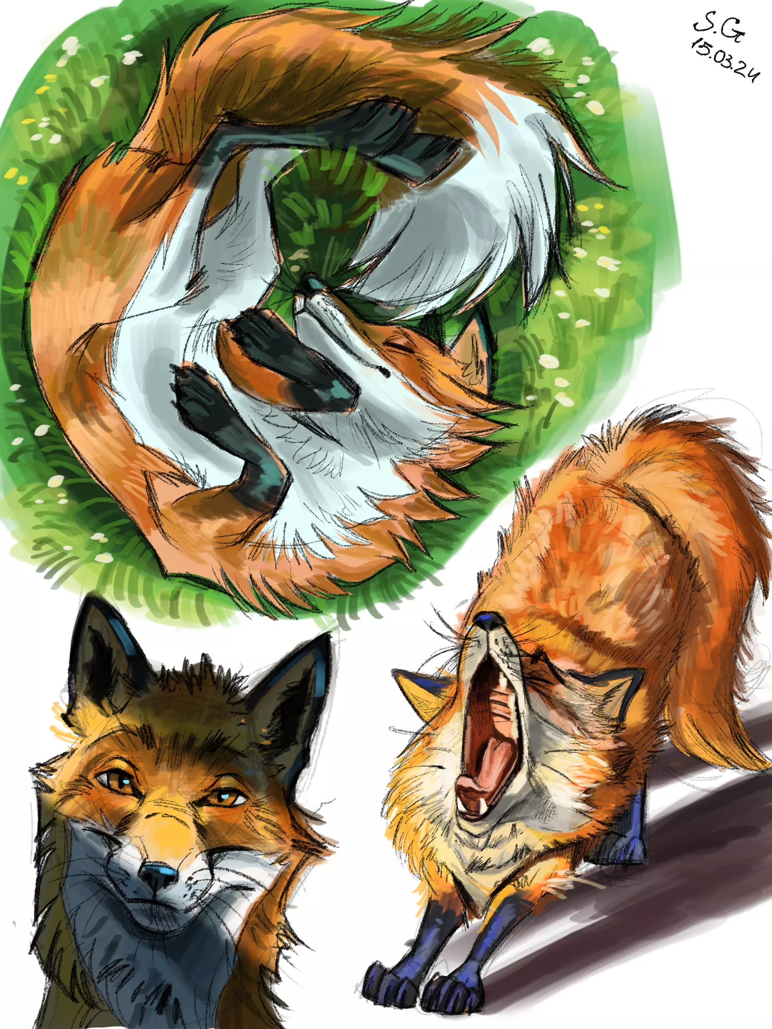 I dont know if it's the right place to post-  a few sketches of foxes that I did 😅 posted by wingedWolf333333333