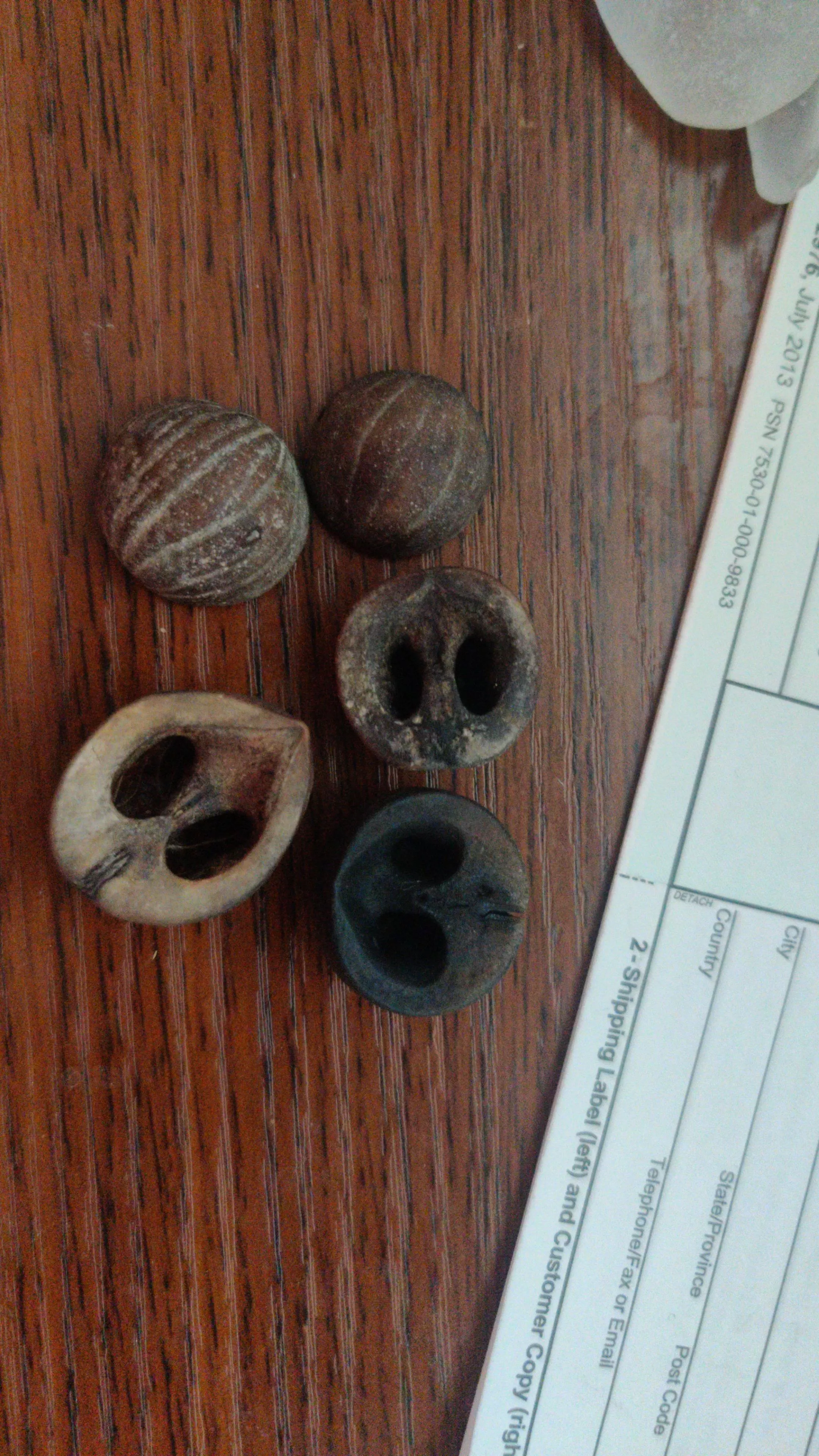 Does anybody know what these are? They are all over my beach in socal posted by KaleidoscopeProud631