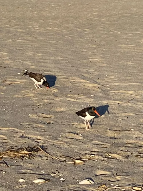 Their back, so glad to see these little fellows on the Jersey shoreline🤙🏻🎶🎶 by bronxboy59