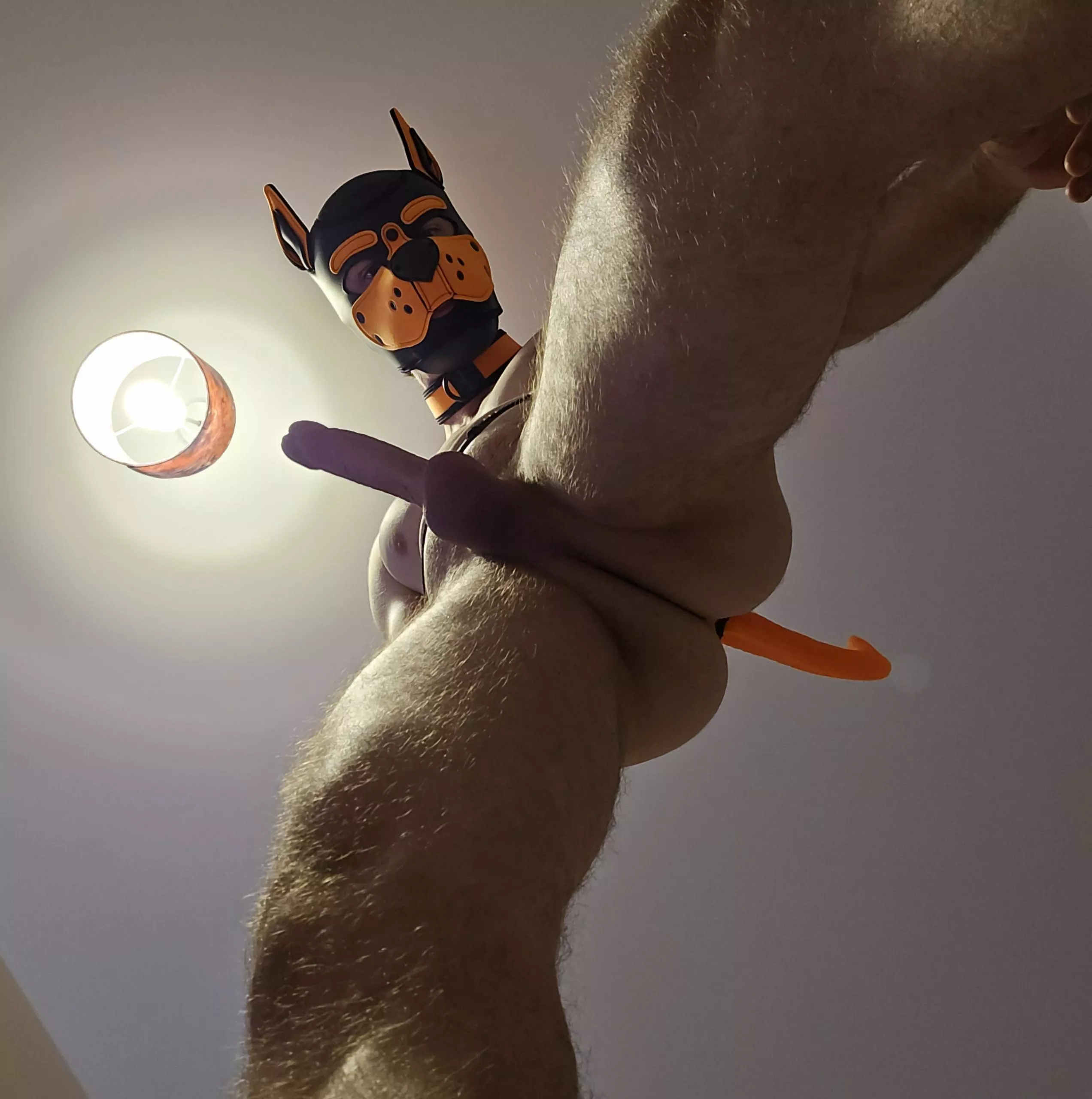 You wake up to this pup, standing over you. What do you do? posted by AshdogeTF