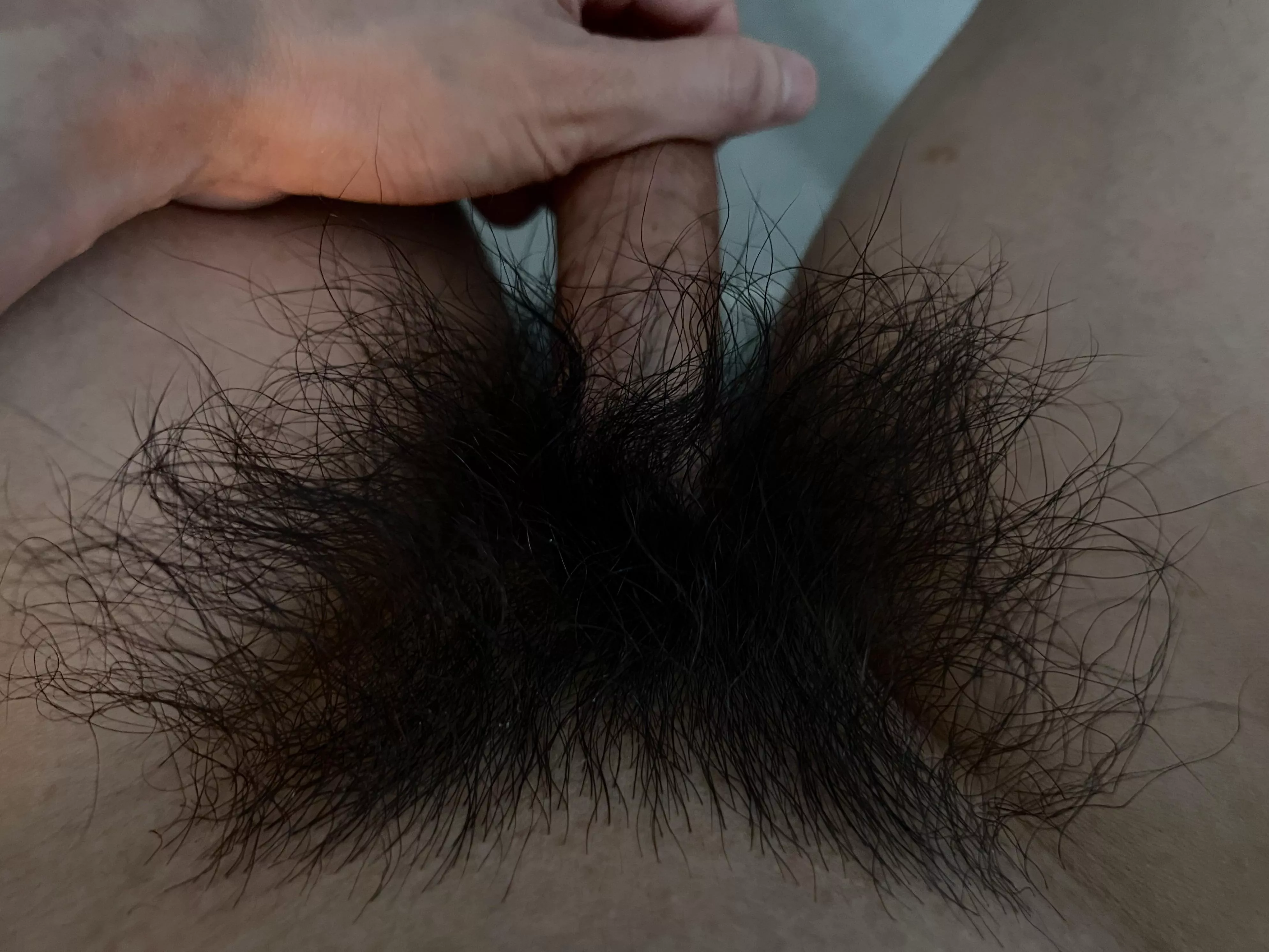 Is this bush getting too thick and crazy?? posted by HairyWildBush