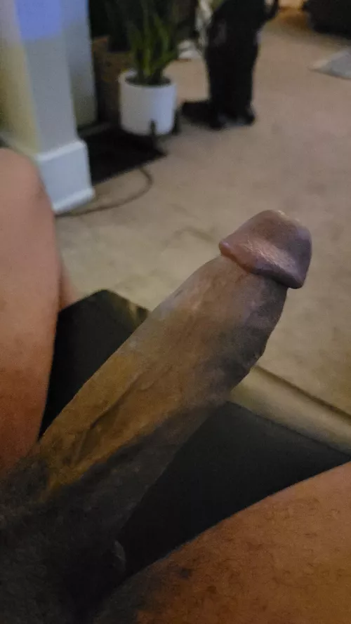 Cum take a seat by the_long_knight