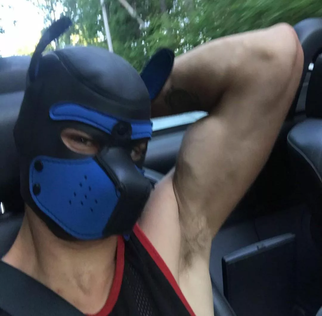 Think this would make for a good Halloween costume? posted by JohnWolfPup