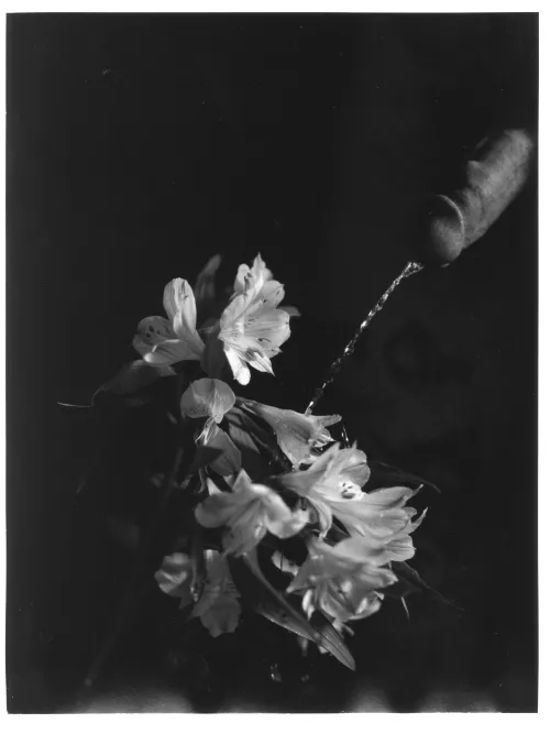 Watering the Flowers by artistcpl