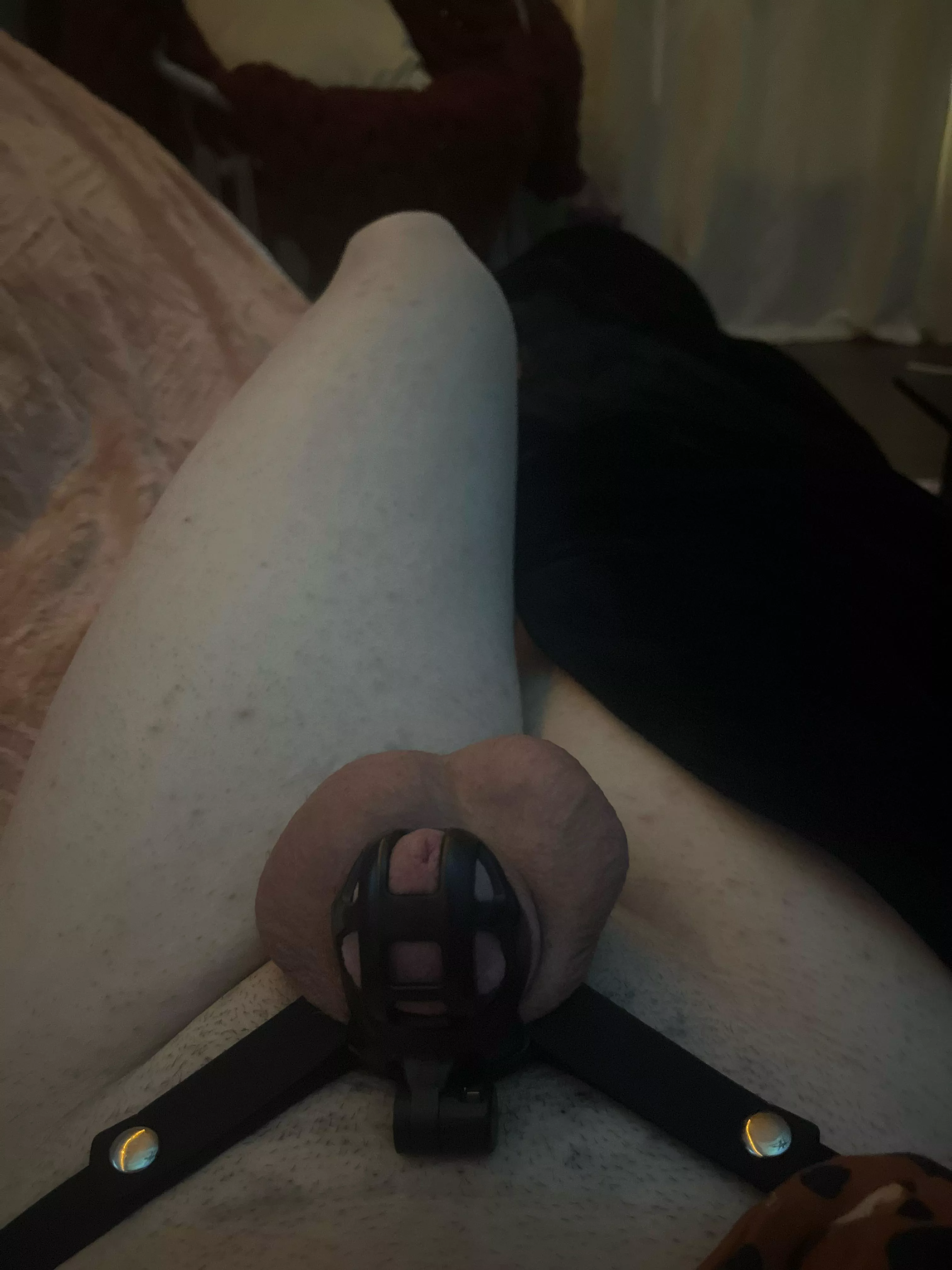 It’s been six days I wanna cum like crazy and daddy is making me stay locked for another 14 days of no cum 😭 posted by Quinntrans