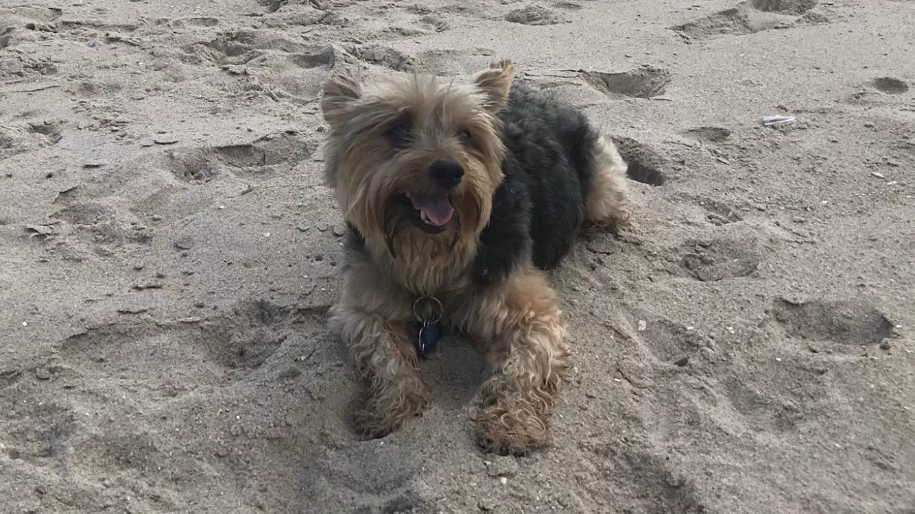 My Dog On The Beach posted by Capable-Drop-4647