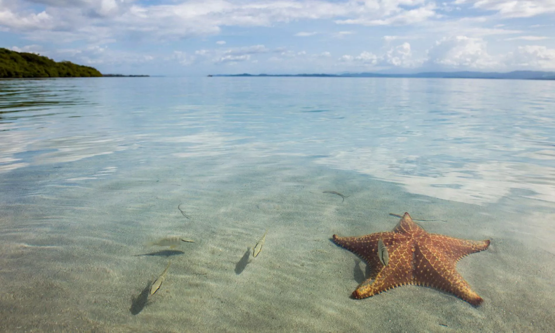 Starfish Beach, Panama posted by MoreChampioship