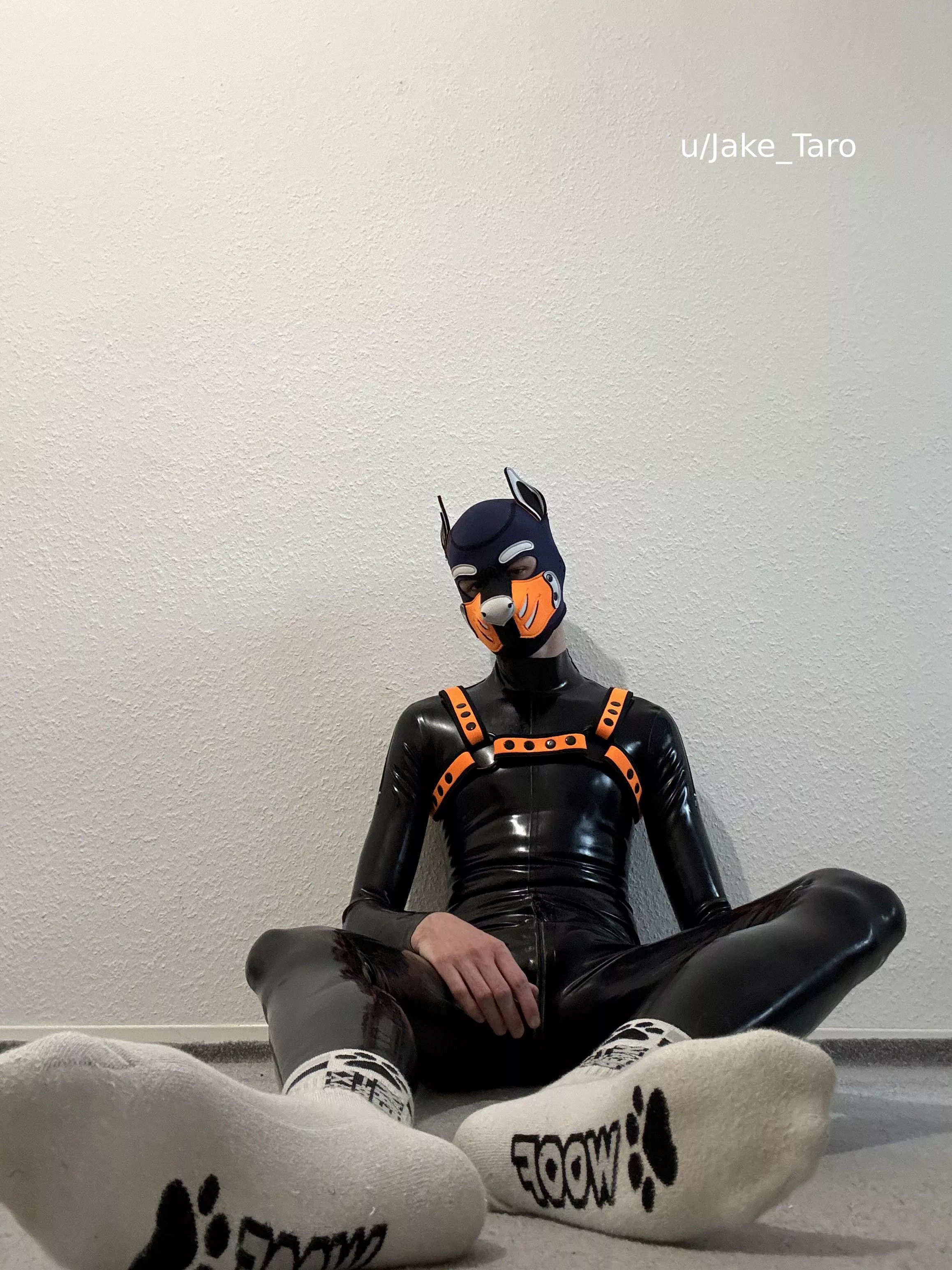 are you up for some sniffing? posted by Jake_Taro