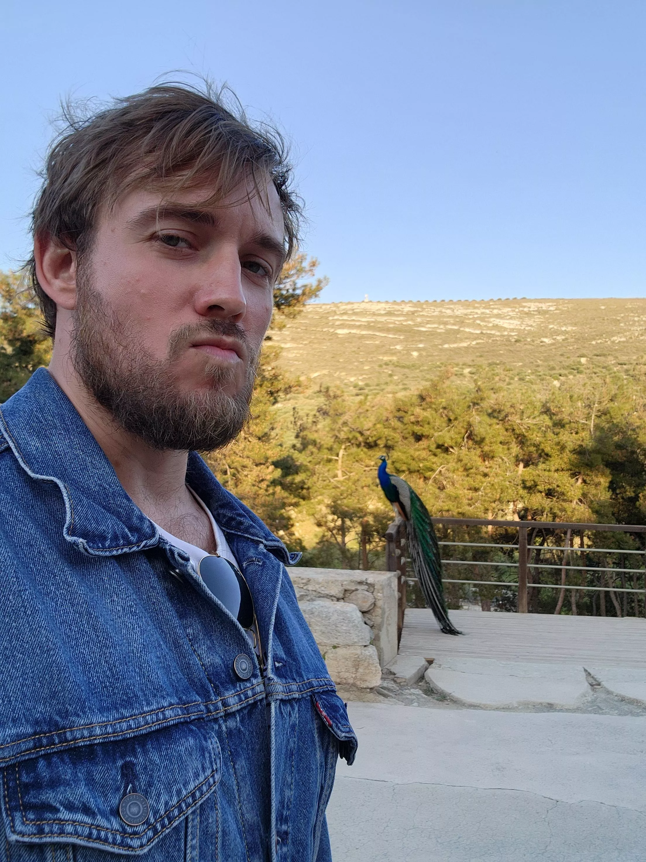 For the ones who want to see my peacock posted by LongJohnDeacon