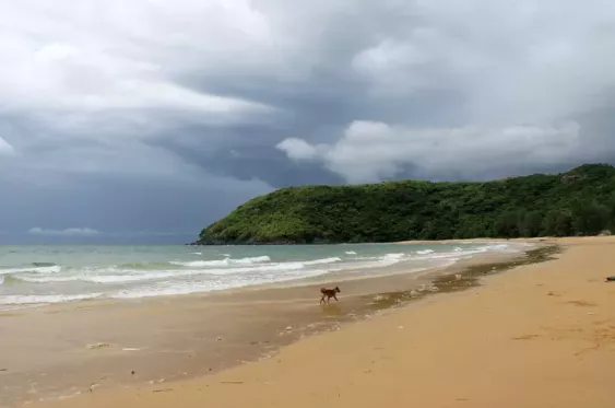 Bai Dam Trau, Vietnam posted by jentwilson