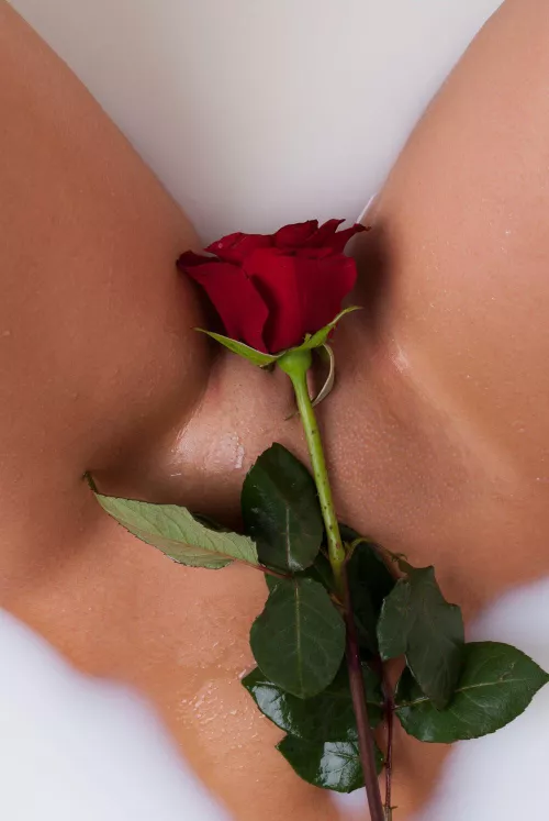 Spring rose by Emma_Rose_24