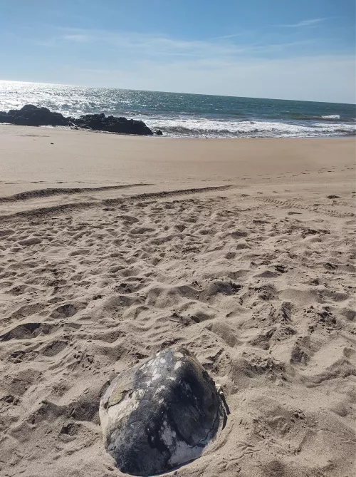 Playita 🐢 by Frosty_Breadfruit417