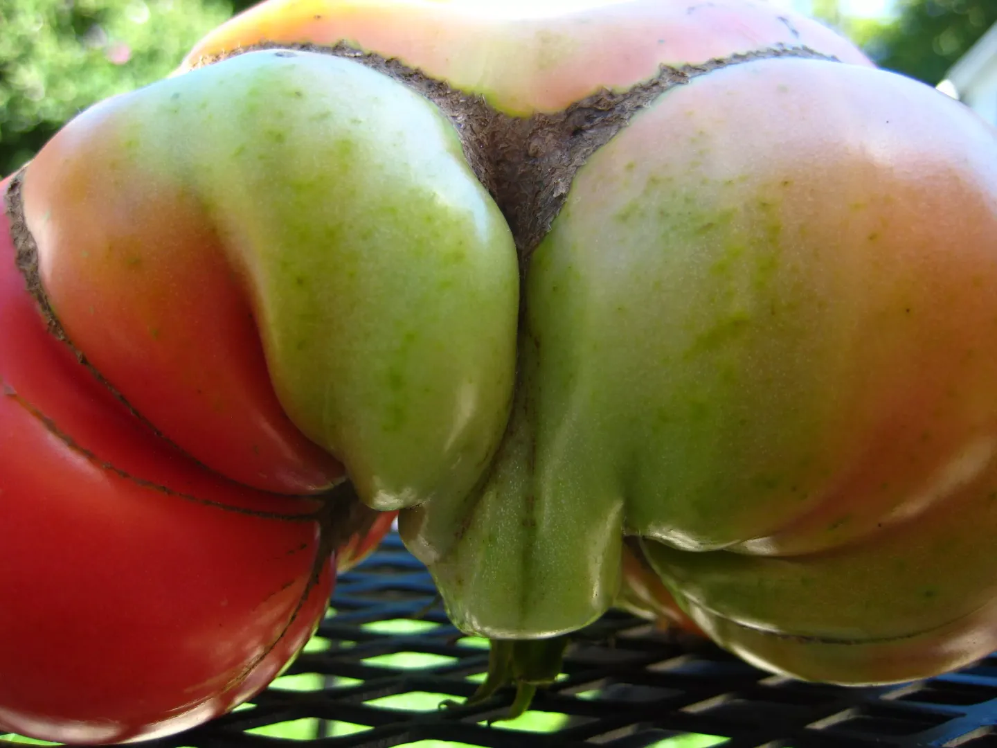 My horny tomato looking for that erect radish from r/gardening posted by gangawalla