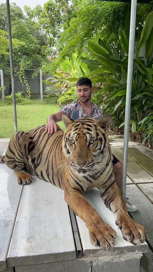 Two tigers at one pic  by thebicepsking
