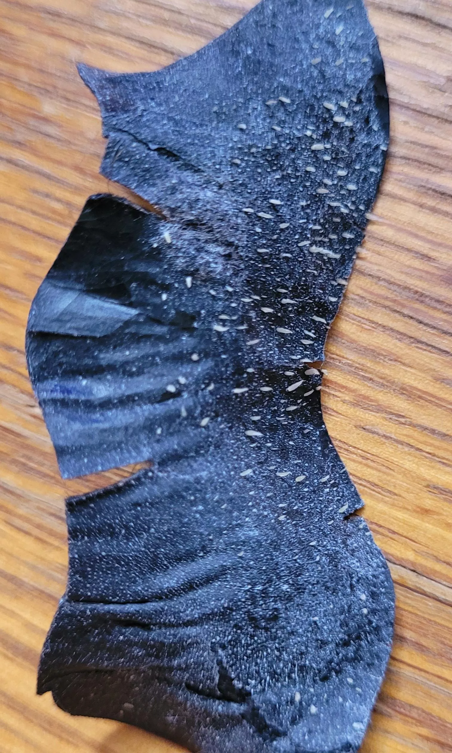 My pore strip from today. posted by SerpentKing1987
