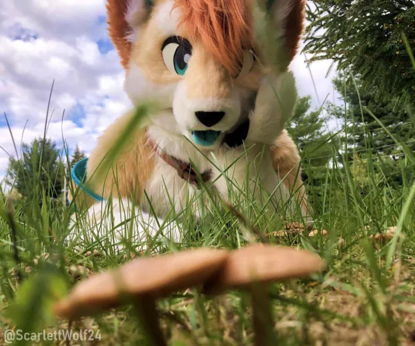 Look what the dog found! 🍄🍄 Happy Fursuit Friday! by scarlettwolf24