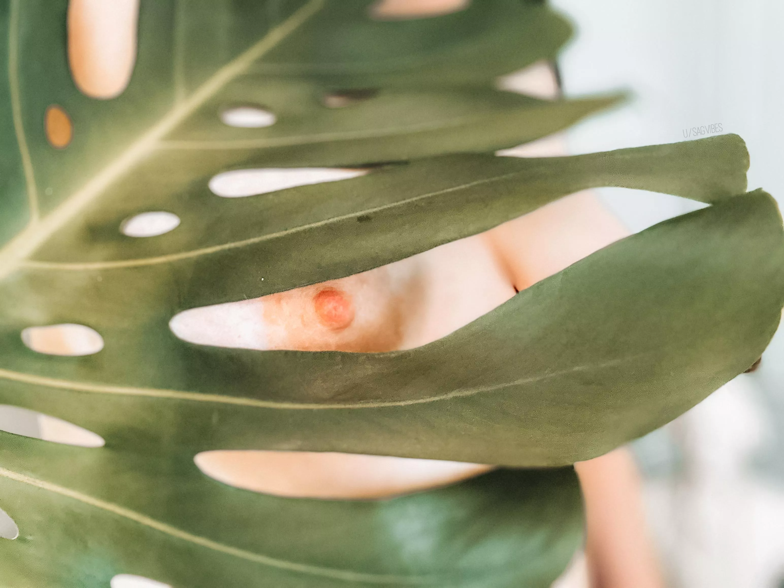 Peek-a-boo posted by SagVibes