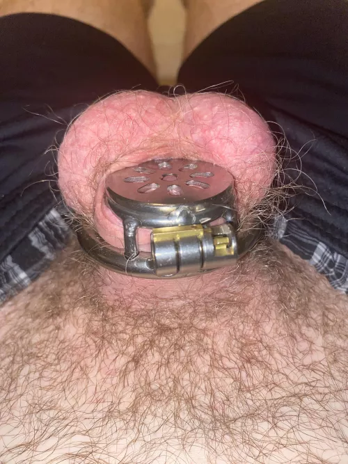 My first ever chasitity cage is a flat one. It feels so right. by fredbased