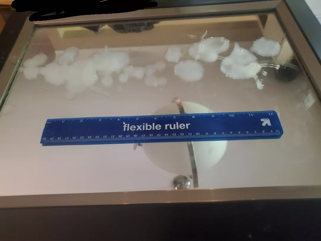 Wish I took a video of this. It was intense.  posted by AppropriatePhrase614