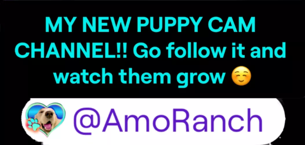 TWITCH.TV/AMORANCH by InfiltratorOmega