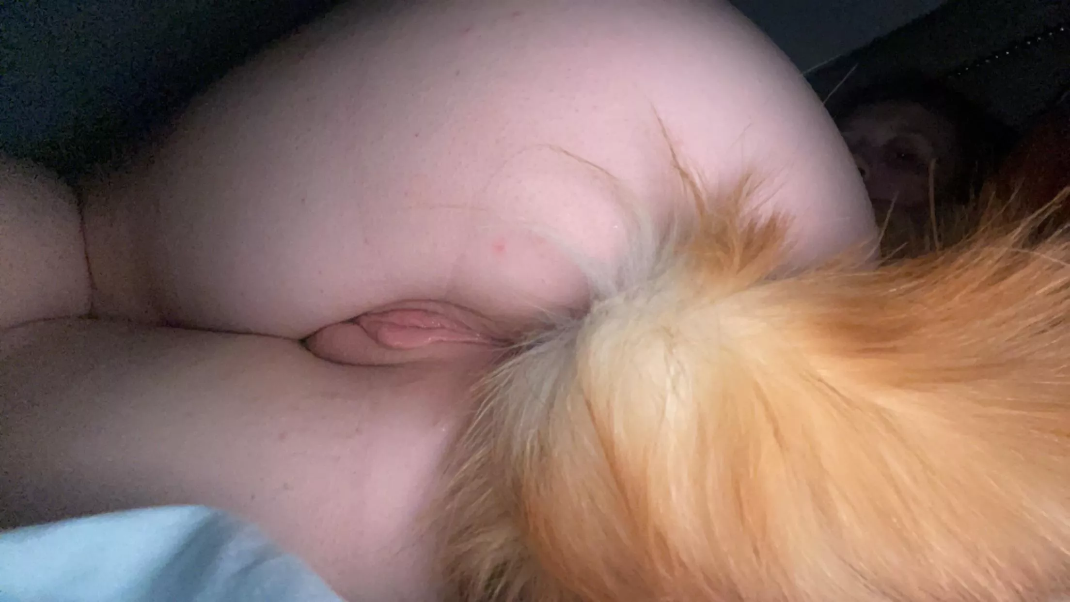 Needy puppy taking a nap. posted by Extra-Acanthisitta63