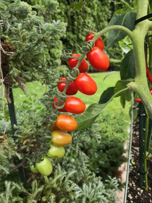 Tomato (Green Tomato -> Red Tomato) by RandomRomanian_