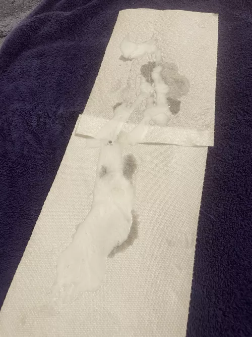 Huge load from this morning… by Silent_Alps_9091