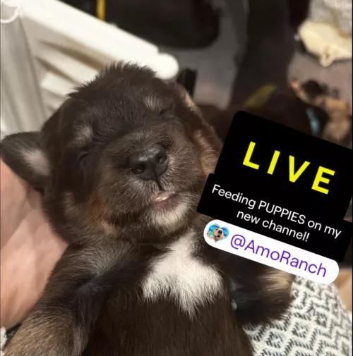 KICK.COM/AMOURANTH AND TWITCH.TV/AMORANCH by InfiltratorOmega