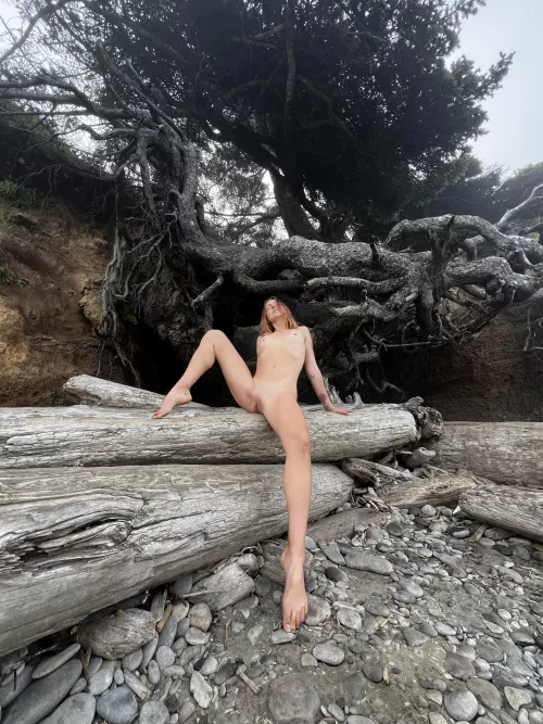 tree of life🌳 by theuntamedpixie