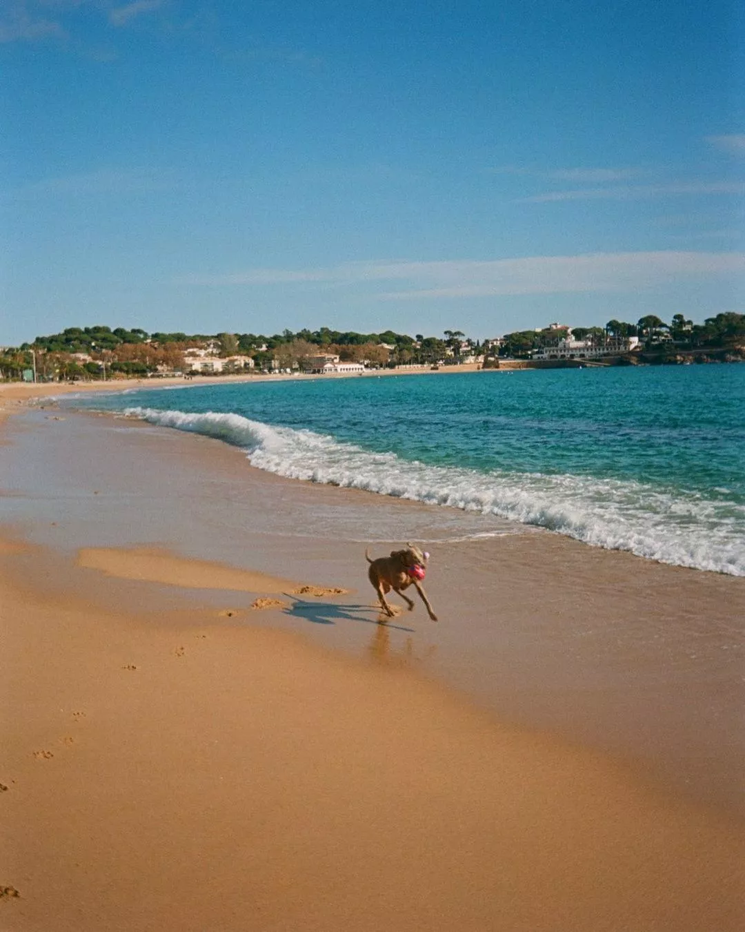 Paws and waves the perfect beach day posted by Upbeat-Half3850