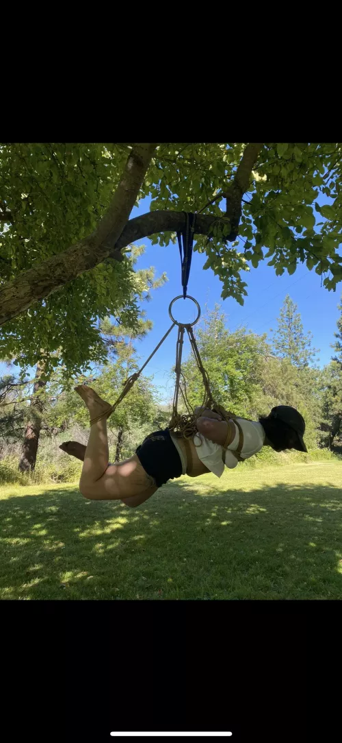 Sunny day tree suspension by jtraaamps