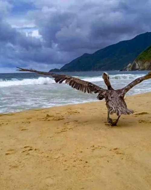 Choroni with his pelican by Gorditoplayero