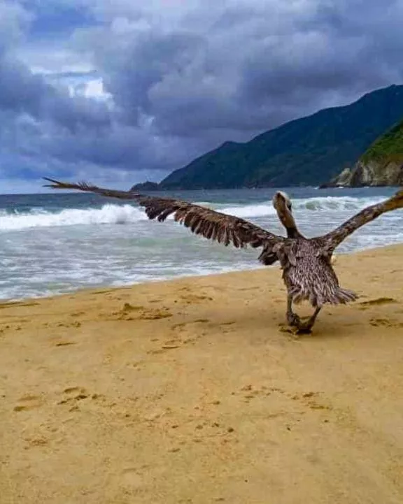 Choroni with his pelican posted by Gorditoplayero
