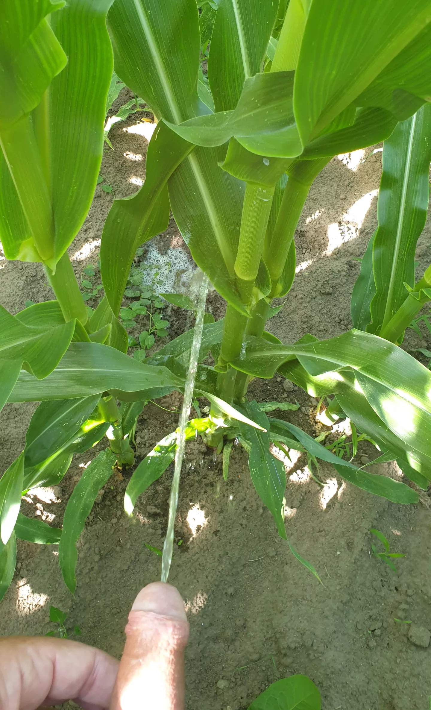 Naked in the corn : need watering posted by JoeMarc72