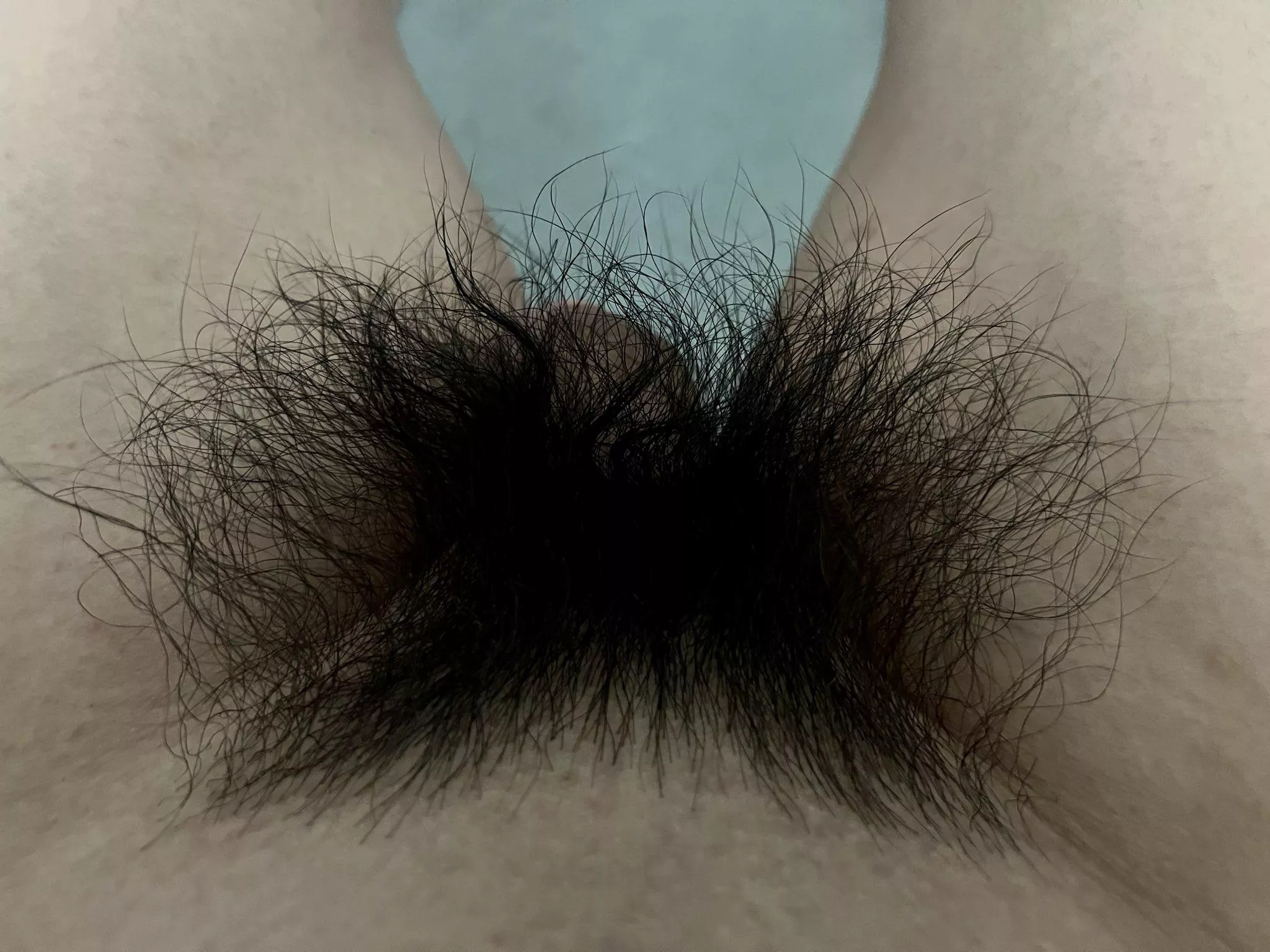Letting my bush grow out this summer! posted by HairyWildBush