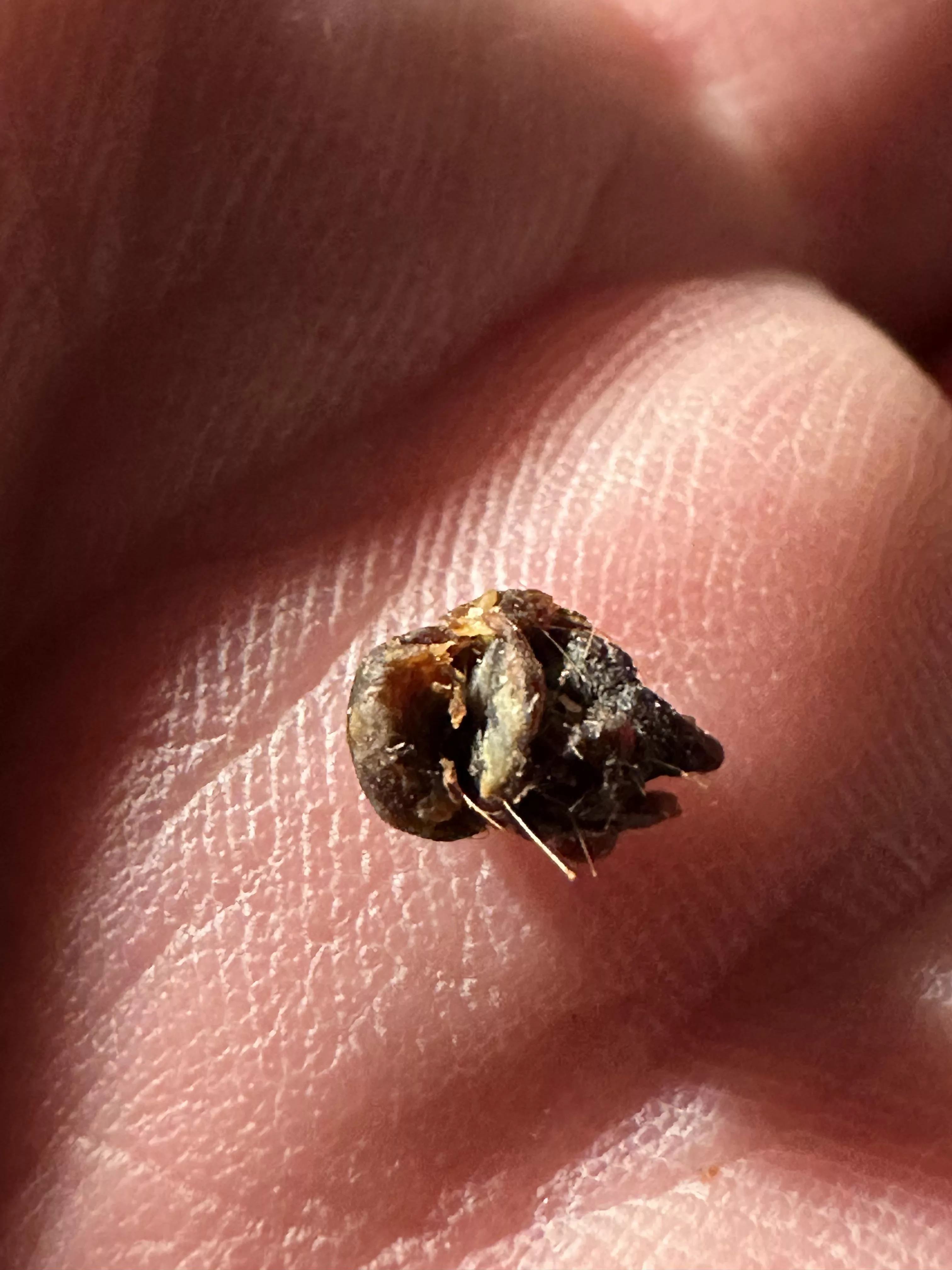 I could hear color after this popped out posted by Ghoice