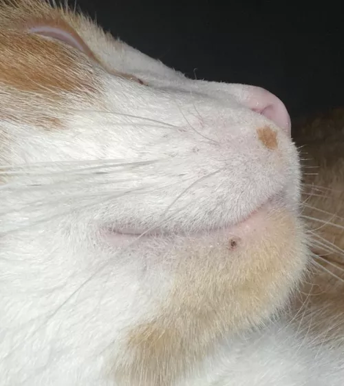 Forbidden pop on my cat by casecar