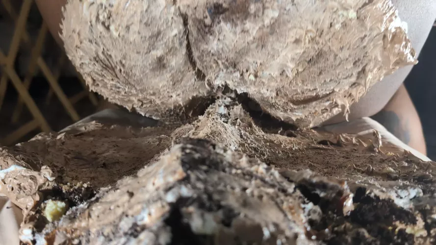 [oc] An image from my cake sitting video! by Neko_Atsumi