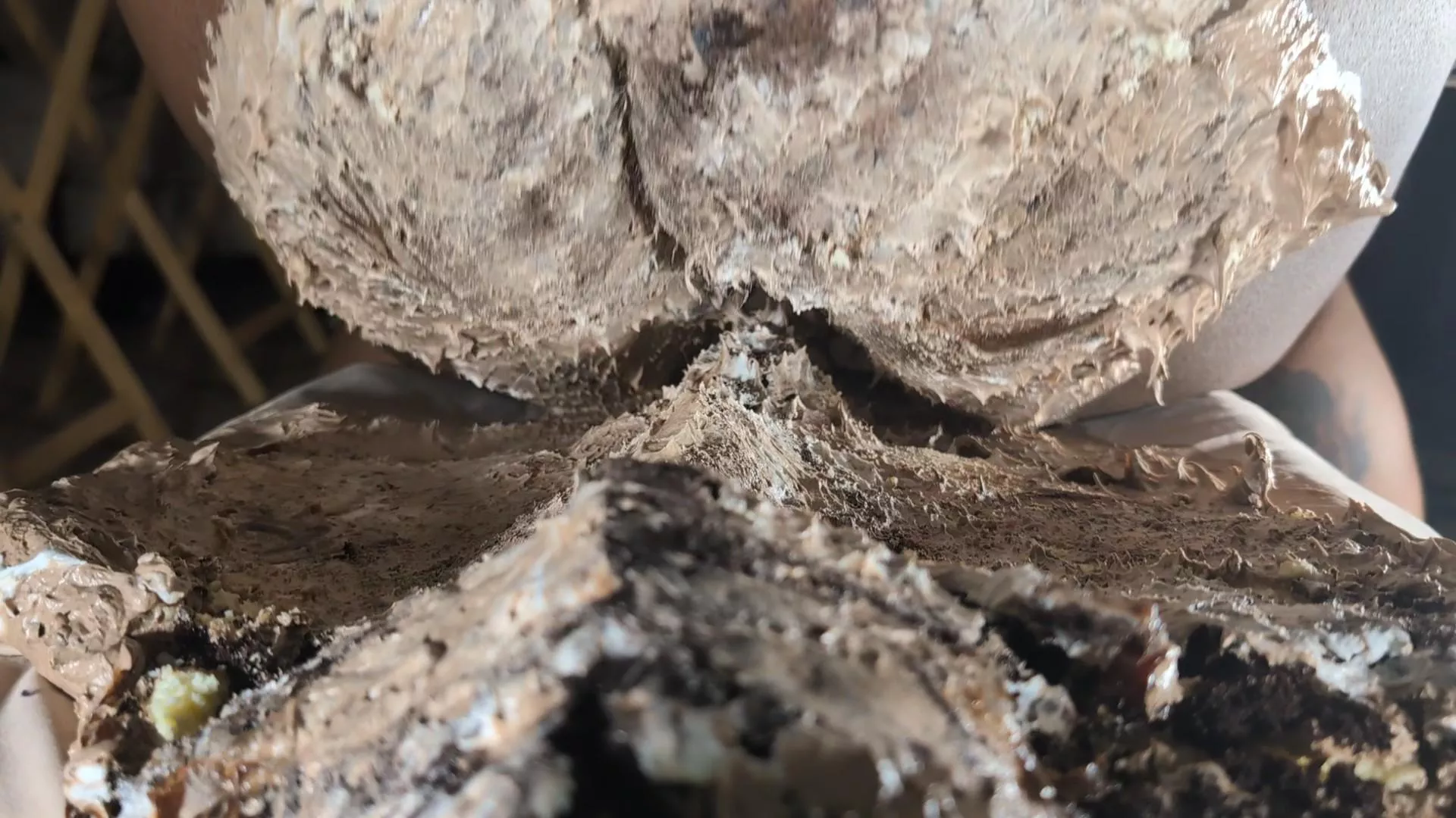 [oc] An image from my cake sitting video! posted by Neko_Atsumi