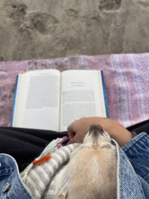Peaceful moment at the beach today, was a little chilly but didn't stop us! by Willowxowilde