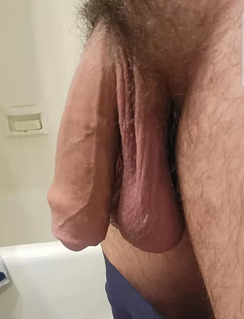 [33] Bull Balls heavy with Testosterone.  by Hefty8LA