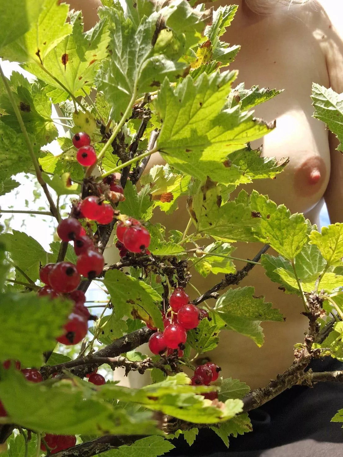 Can you identify these berries? 🍒 posted by Finnishnymph